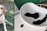 Саратовские ветеринары спасли проглотившего носки бигля