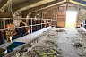 В Саратове продают ферму с коровами и баранами у пруда и леса